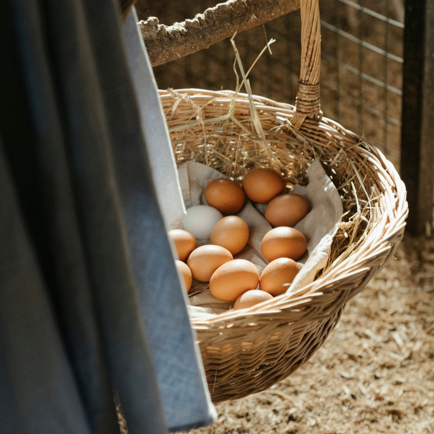 Fresh Poultry & Meat Online | Morning Delivery & Free Shipping